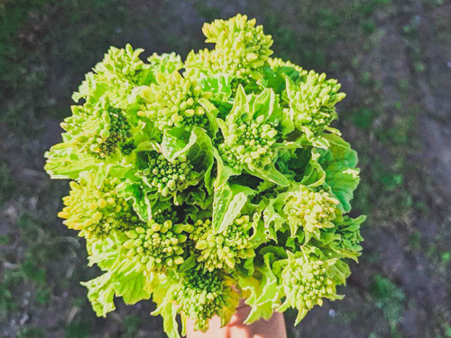 おかやま有機無農薬農産物を取得