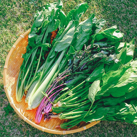 季節のおためしセット A